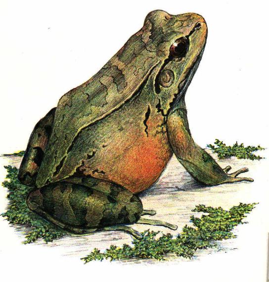 Frog by Hilda Simon