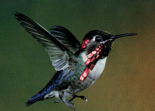 Hummingbird's Tale