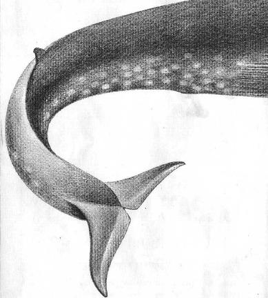 Drawing by James Gordon Irving