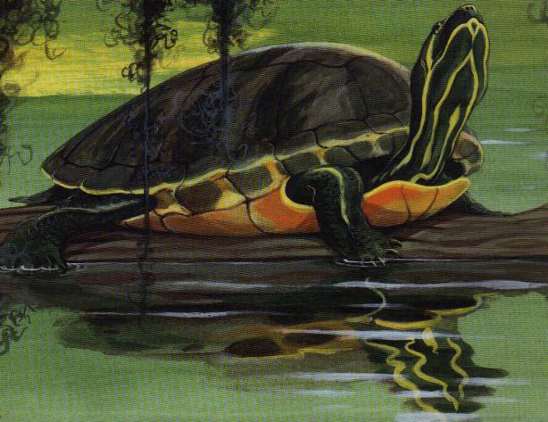 Turtle by Jim Arnosky